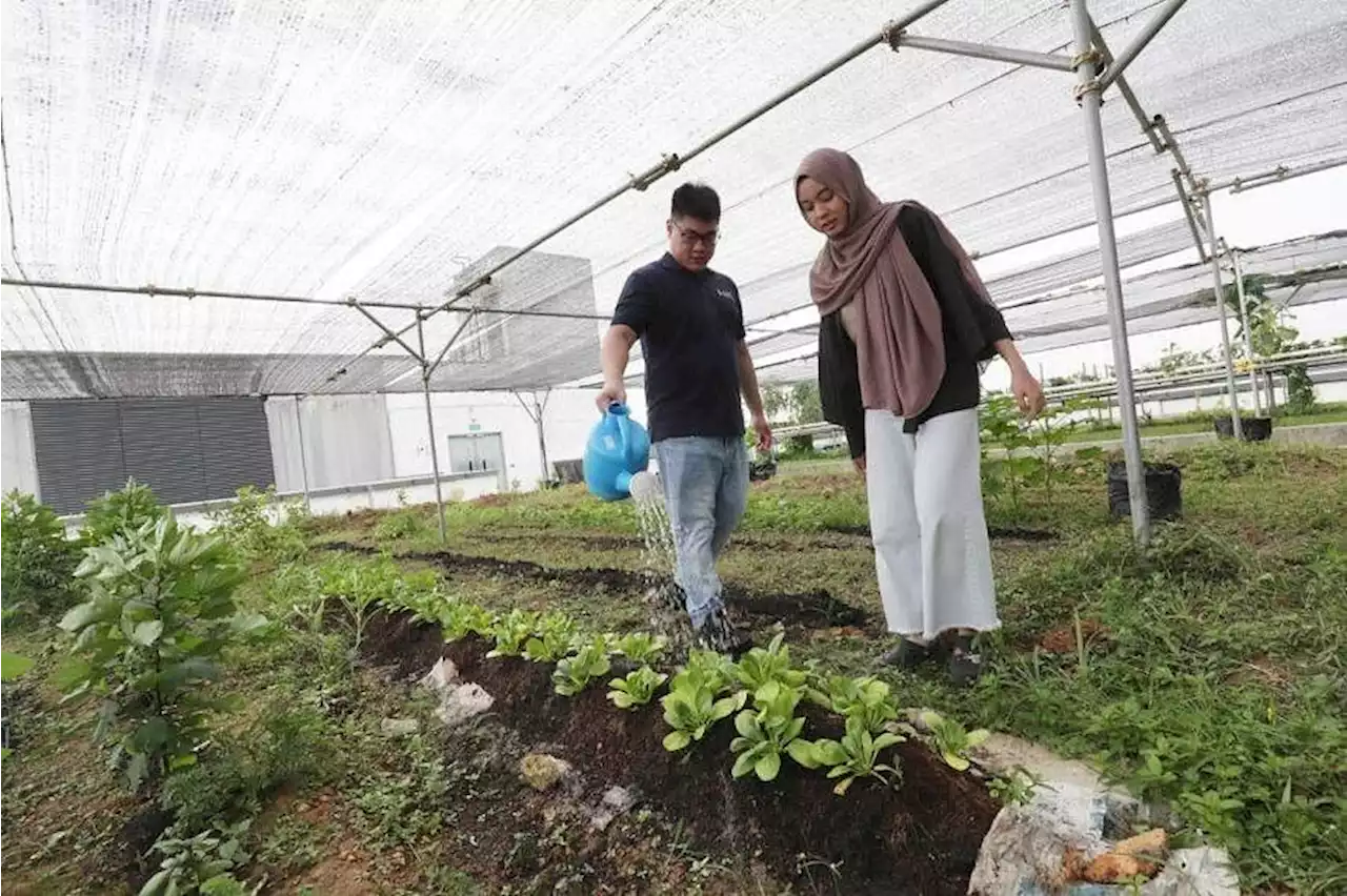 SUSS programme trains budding urban farming entrepreneurs