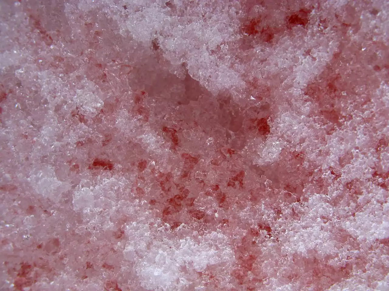 « Sang des glaciers » : qu’est-ce que cette neige rouge qui accélère la fonte des glaces ?