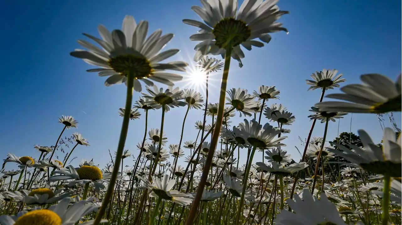 Viel Sonne zum Wochenstart: Temperaturen bis 27 Grad Celsius in Berlin und Brandenburg erwartet