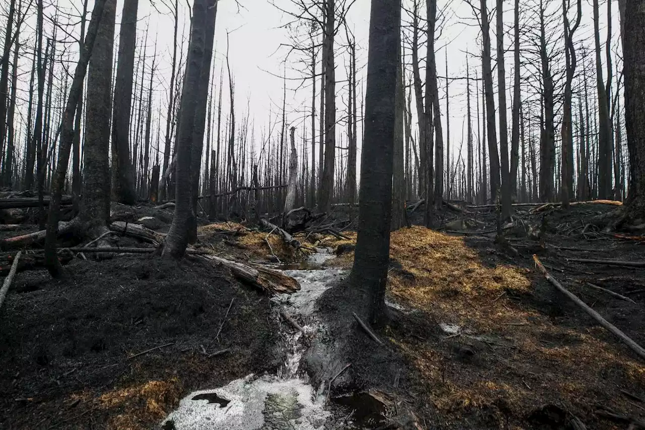 Canada’s wildfires are on track this year to create the biggest amount of scorched area ever