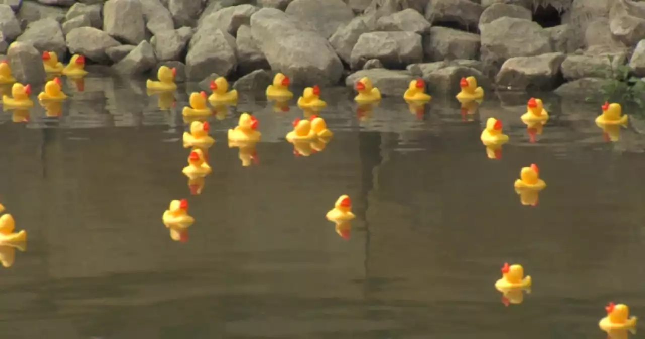 Broad Ripple Duck Race returns to Rainbow Bridge