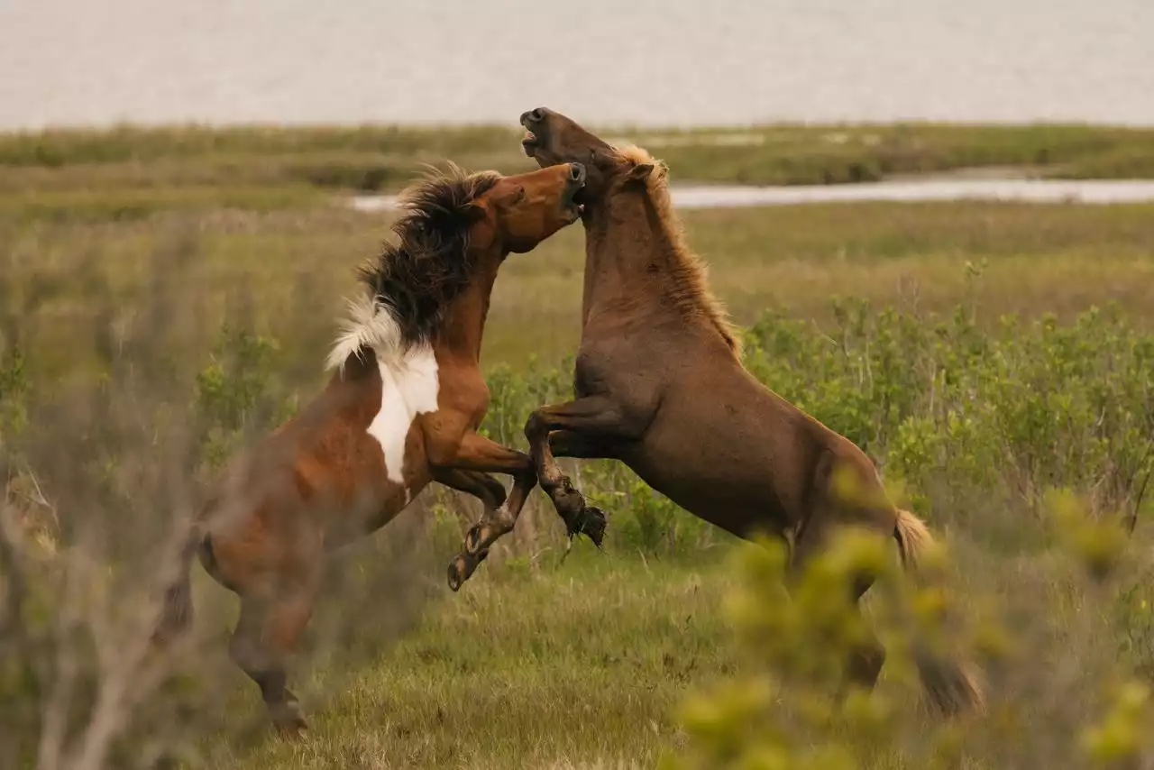 Volunteer ‘Pony Patrol’ Wrangles Humans and Protects Wild Horses