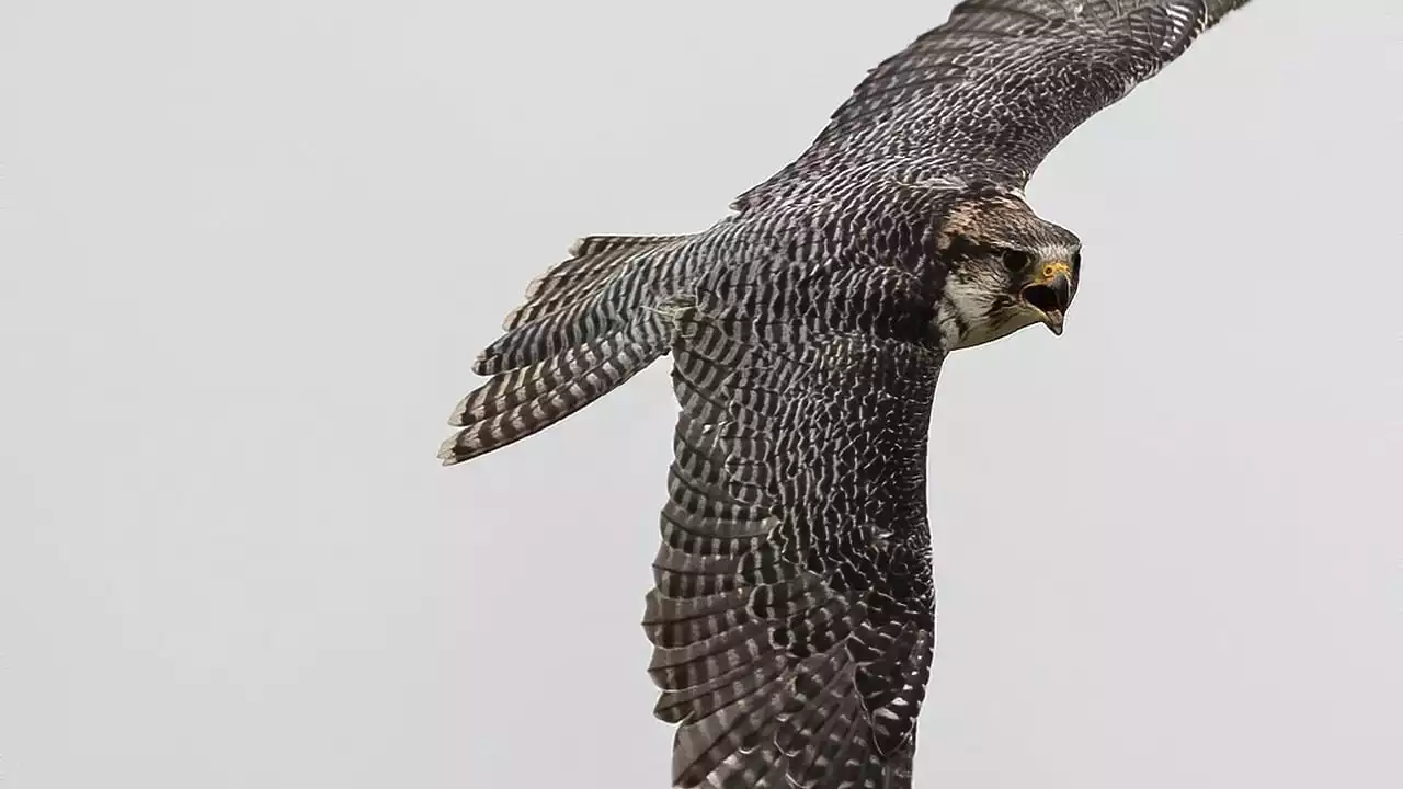 This Week in Nature: Protective Peregrine Parents Are Chicago’s Latest Wildlife Sensations