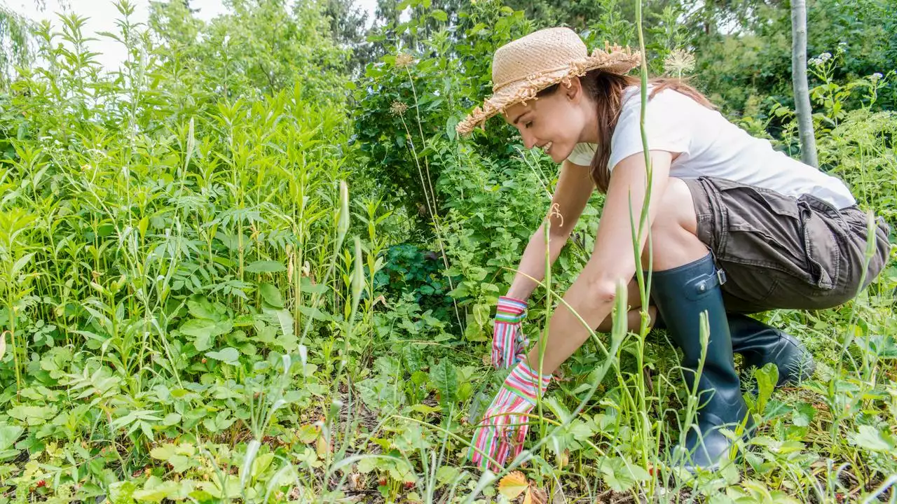 Mittel gegen Schädlinge: Geht's auch ohne Gift im Garten?