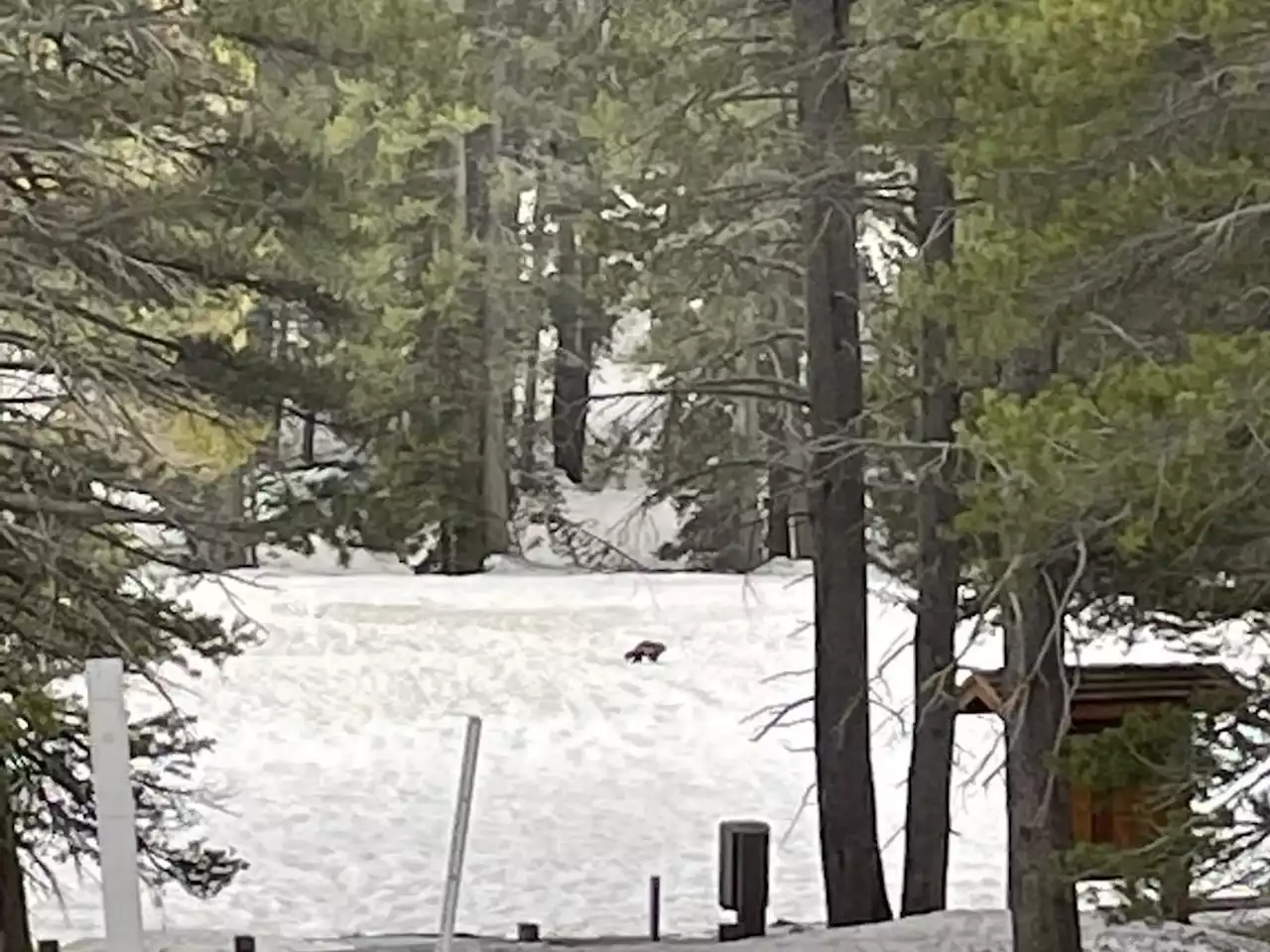 Young, wild and free: Wolverine spotted in California for only second time in last 100 years