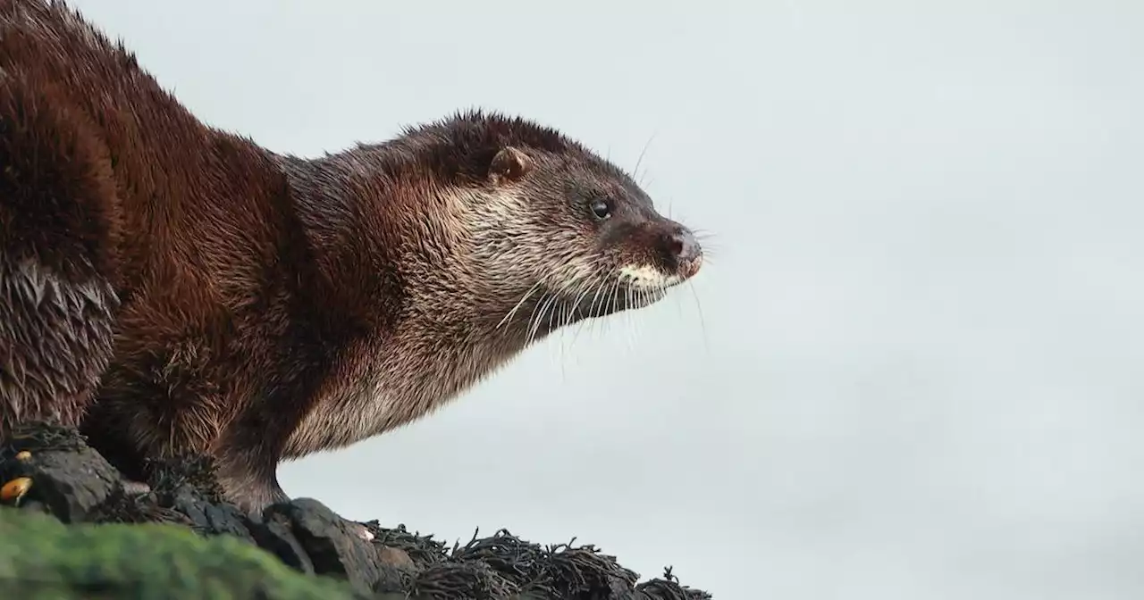 Members of public asked to help spot one of Ireland’s most elusive mammals – the otter