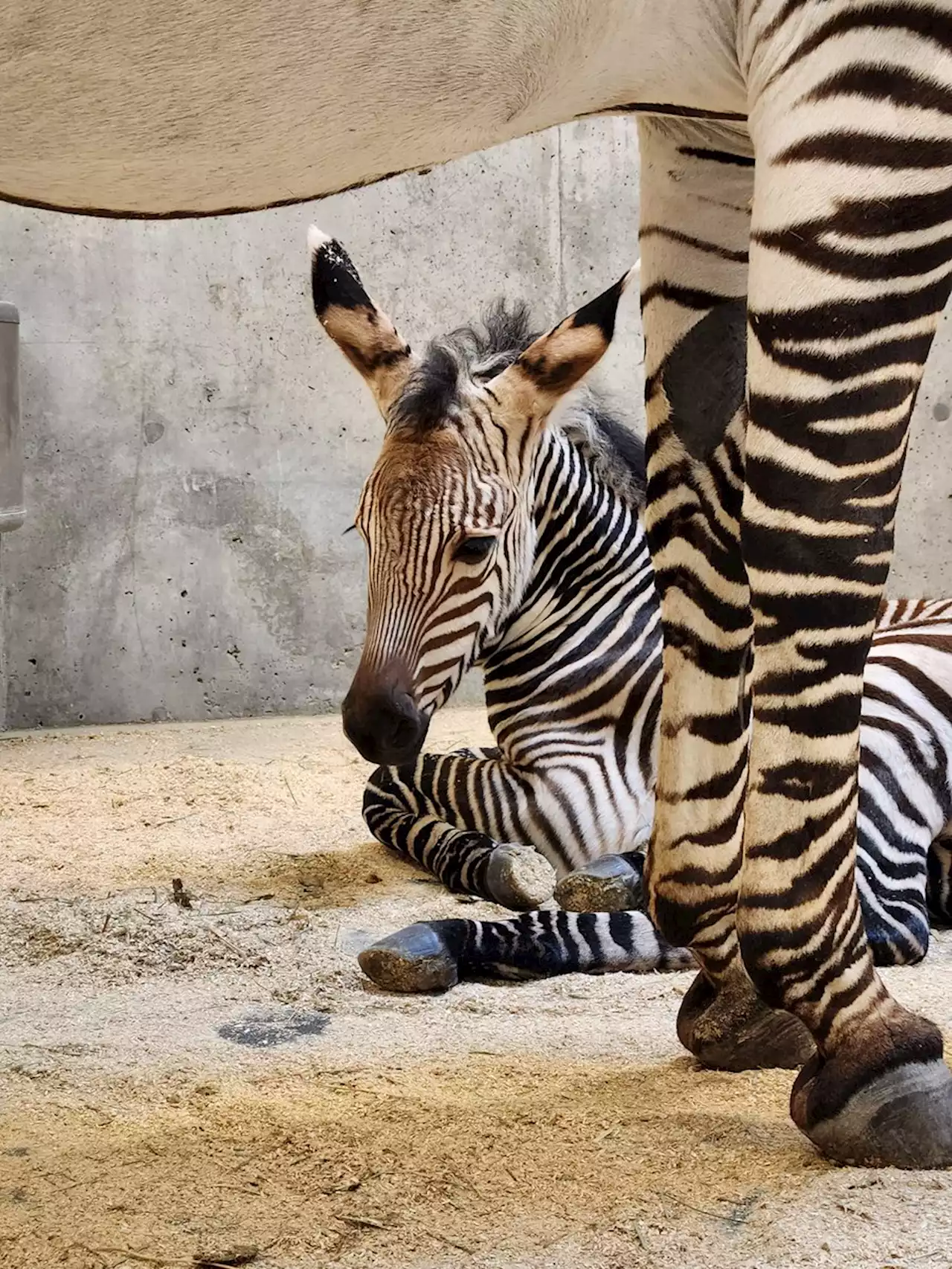 Hogle Zoo welcomes newborn male zebra