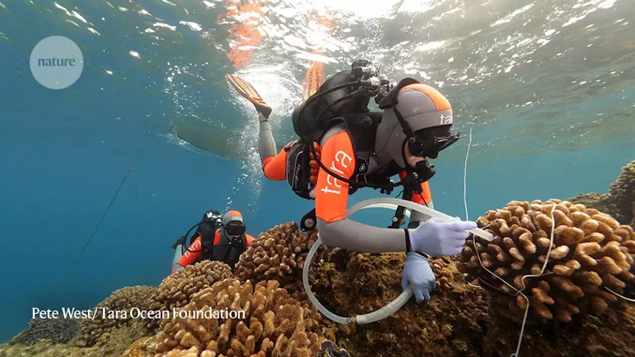 Epic voyage finds astonishing microbial diversity among coral reefs