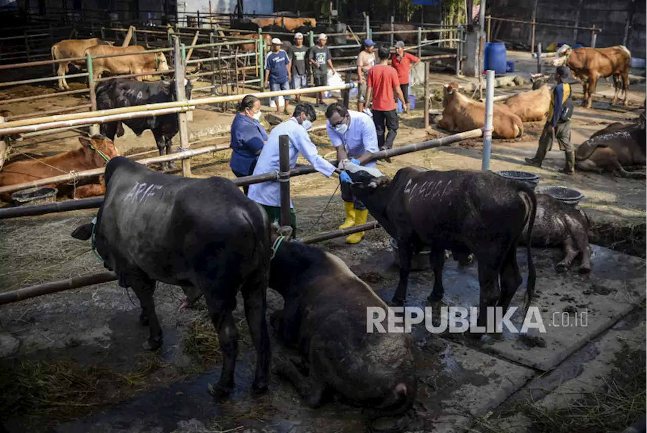 Ketersediaan Hewan Qurban di Sleman Belum Memenuhi Kebutuhan |Republika Online