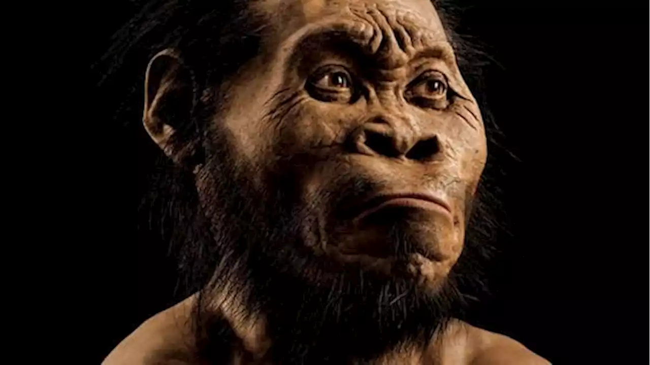 Homo naledi, seppelliva morti 100mila anni prima dell'Homo Sapiens