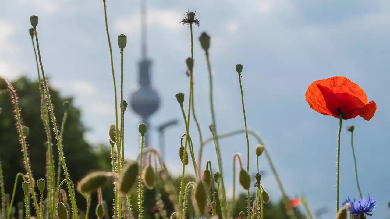 Wiesen für Insekten statt Rasen fürs Auge: Berlin verwildert – zum Wohle der Natur