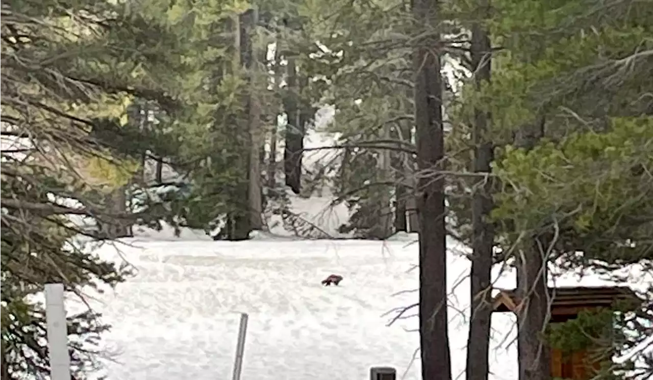 Wolverine in rare sighting amid California’s Sierra Nevada Range