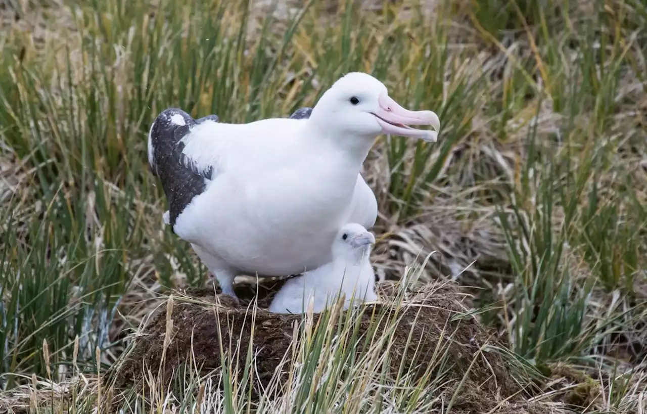 L’albatros, un oiseau qui passe sa vie à voyager