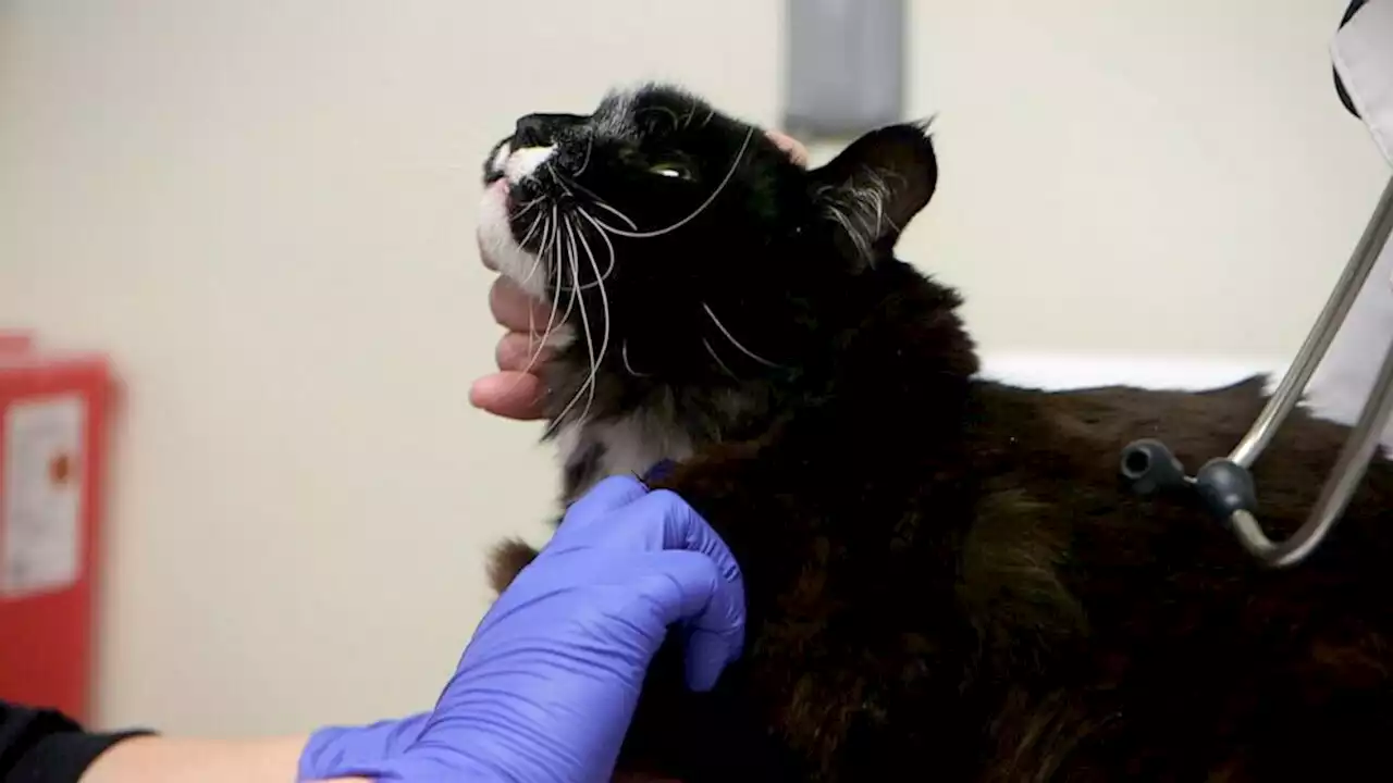 Surgeons perform kidney transplants in cats amid rising demand for advanced pet care