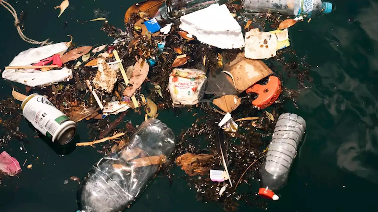 'Staggering' fall in plastic bags polluting Sydney Harbour — but there's still much to do