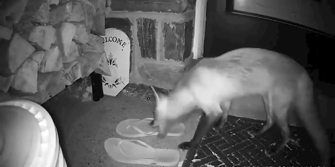 Fox caught on video swiping shoe, among many items taken from human neighbors