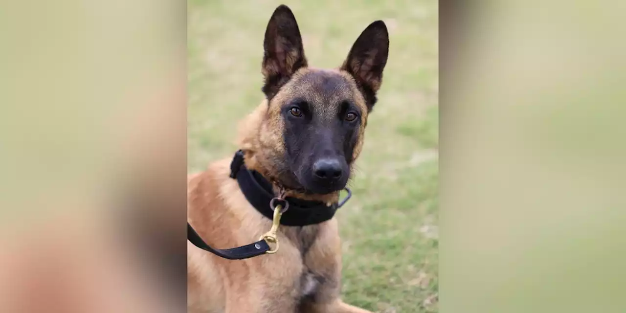 K-9 dies of heat stroke after air conditioning malfunctions in police car, authorities say