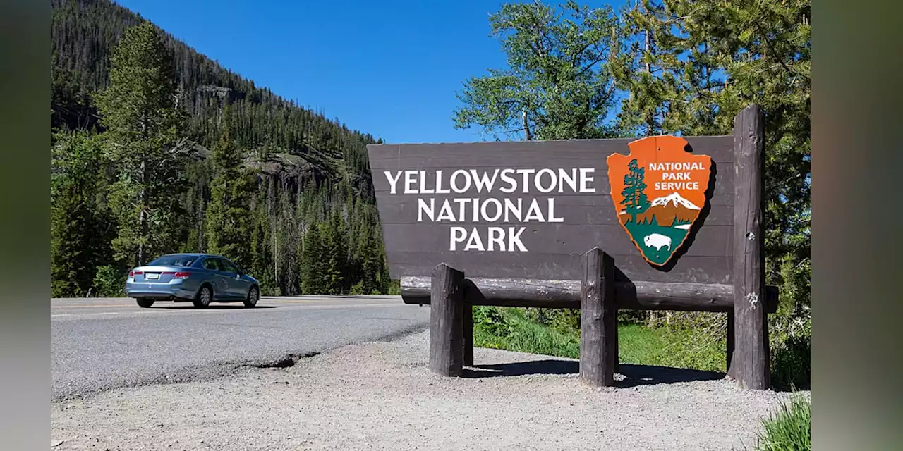 Stay away from Yellowstone’s wildlife, park service warns