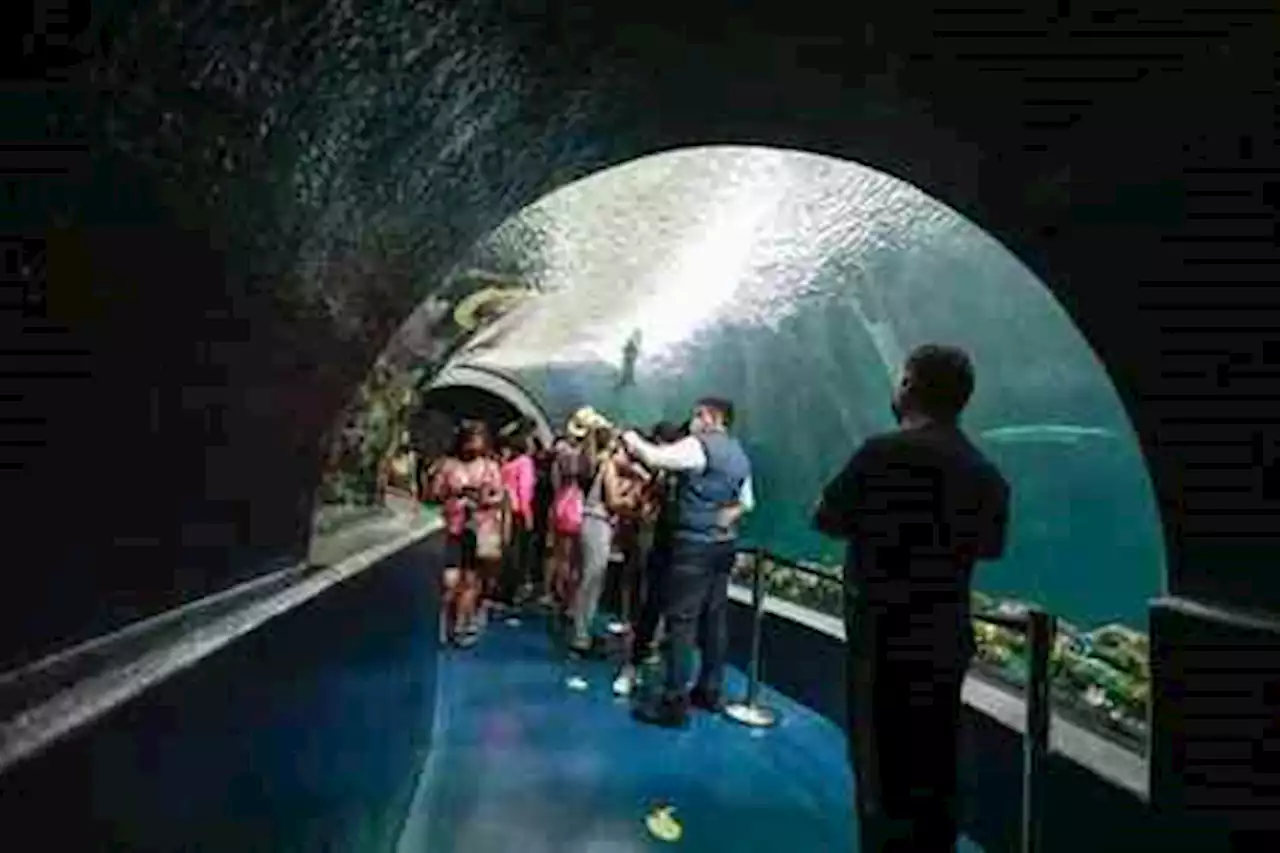 Construirán en el Aquarium de Veracruz área para lobos marinos de California