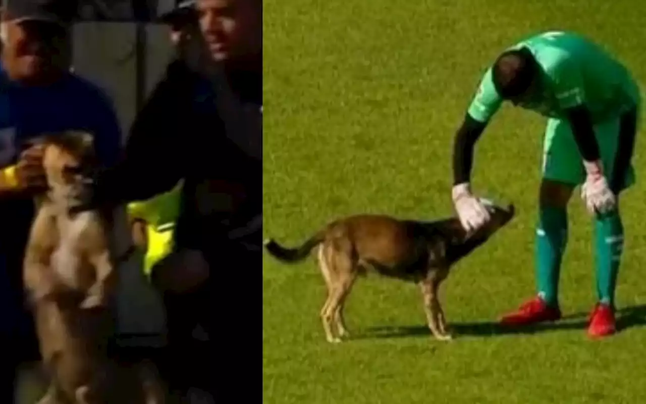 Video | Lomito entra a cancha de futbol y jugadores impiden que lo saquen por la fuerza