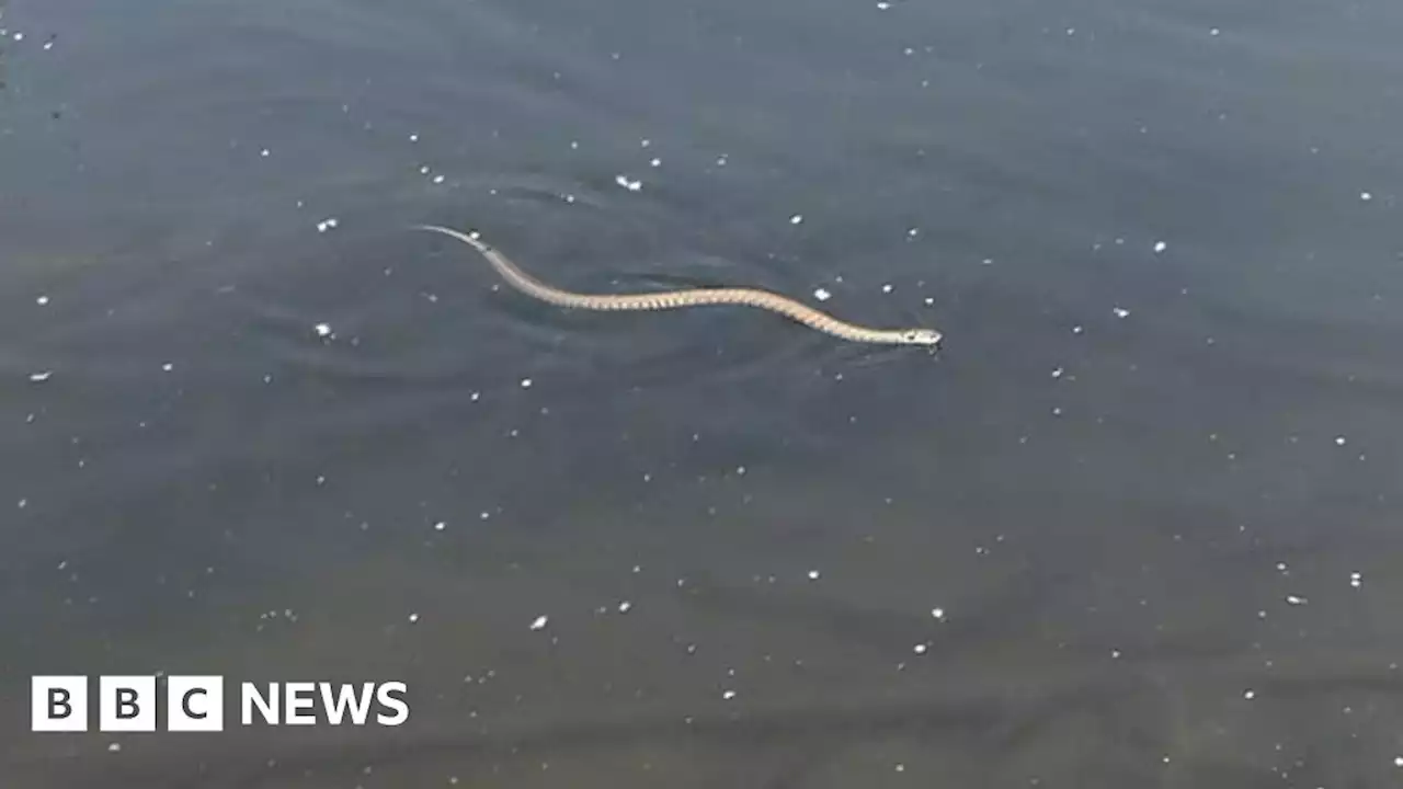 Family spots snake swimming along river