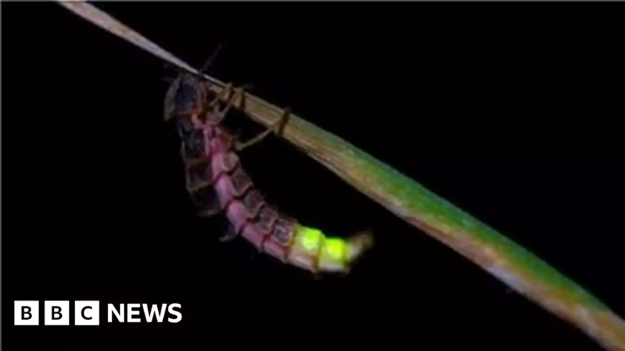 Leicestershire nature fans urged to look out for glow worms