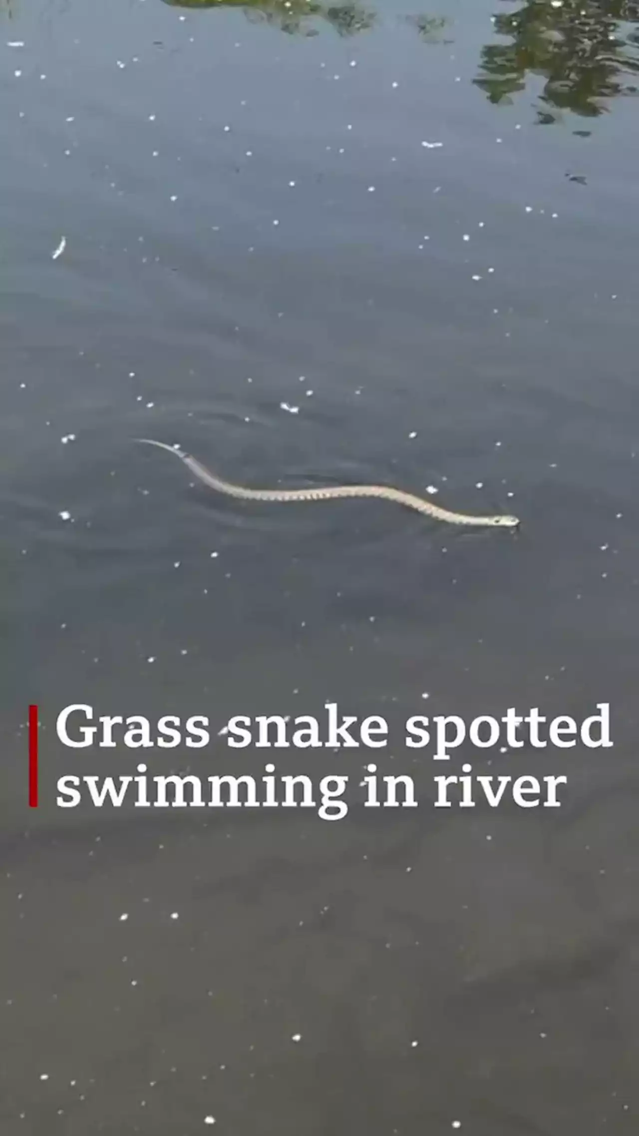 Family spots snake swimming along river