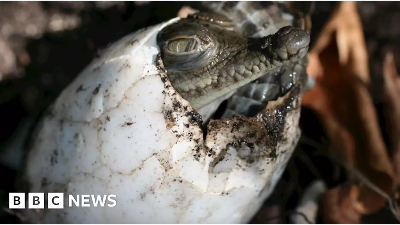 Crocodile found to have made herself pregnant