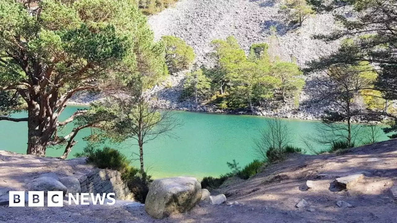 Deer culls credited with green loch wood recovery