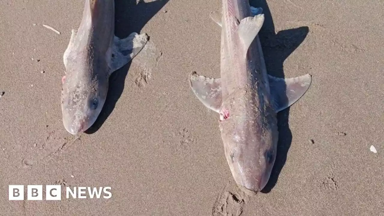 Denbighshire: Dozens of dead sharks on Prestatyn beach