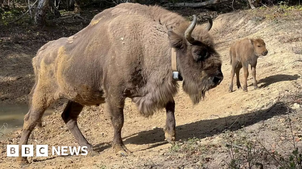 European bison to roam more Kent woodland as new bridges approved