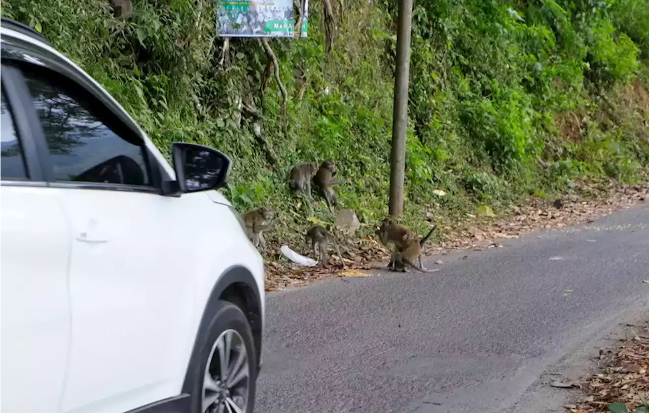 Musim Kemarau, Puluhan Kera Turun Gunung ke Telaga Ngebel Ponorogo