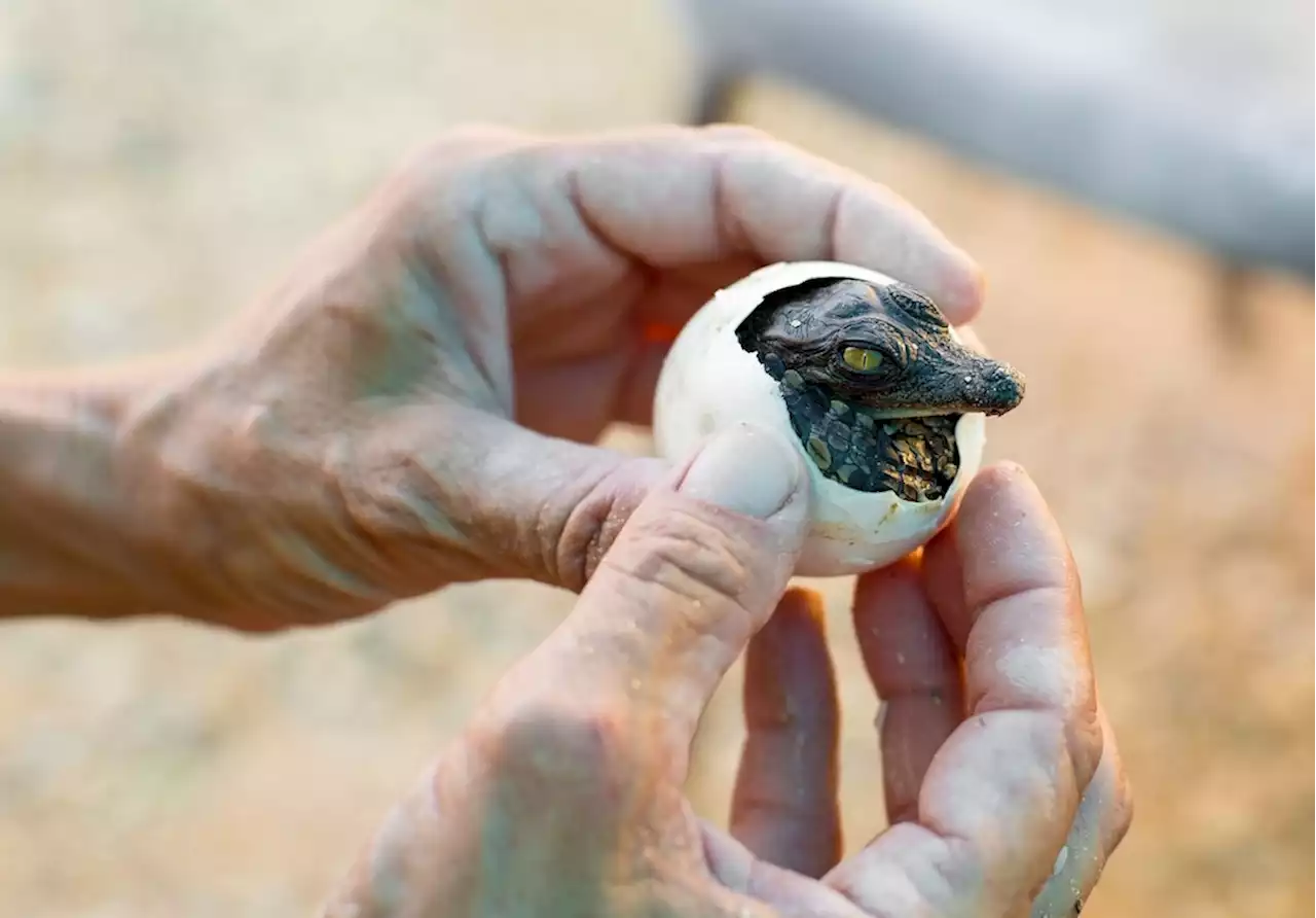 Forscher entdecken jungfräuliche Geburt bei Krokodil