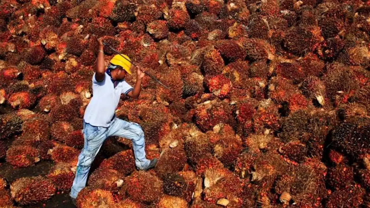 UU Deforestasi Eropa Jadi Ancaman Buat Petani Sawit Swadaya