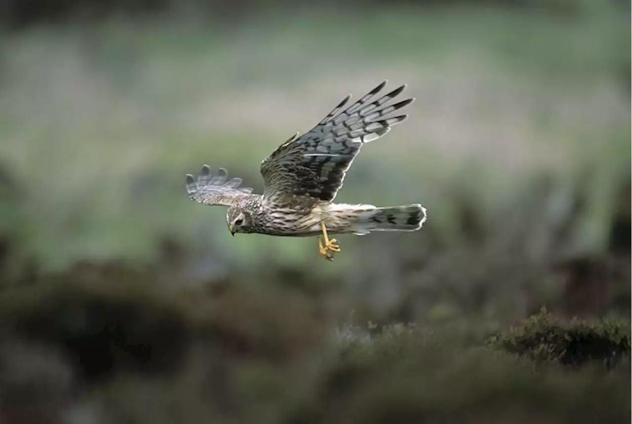 Two Hen Harriers vanish from the Forest of Bowland skies