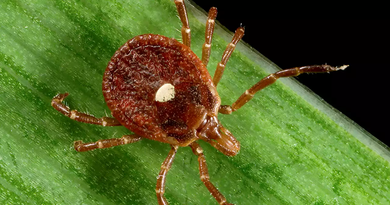 A bite from this tick spotted in Ontario could cause a red meat allergy