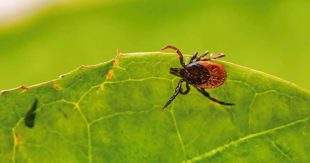 Climate change is helping black-legged ticks spread Lyme disease across Canada