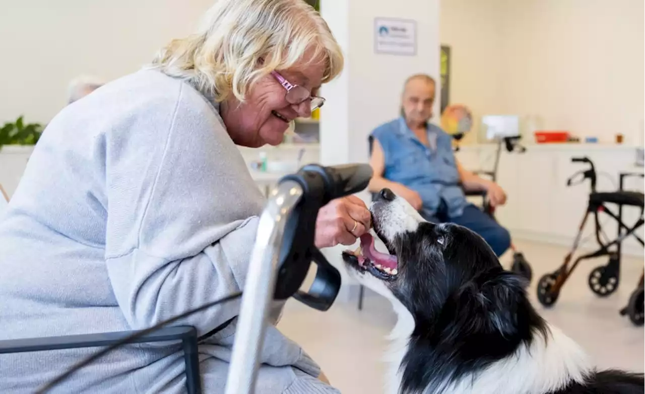 Hier assistiert Dr. Wuff! Therapiehund unterstützt Arzt in Berliner Krankenhaus