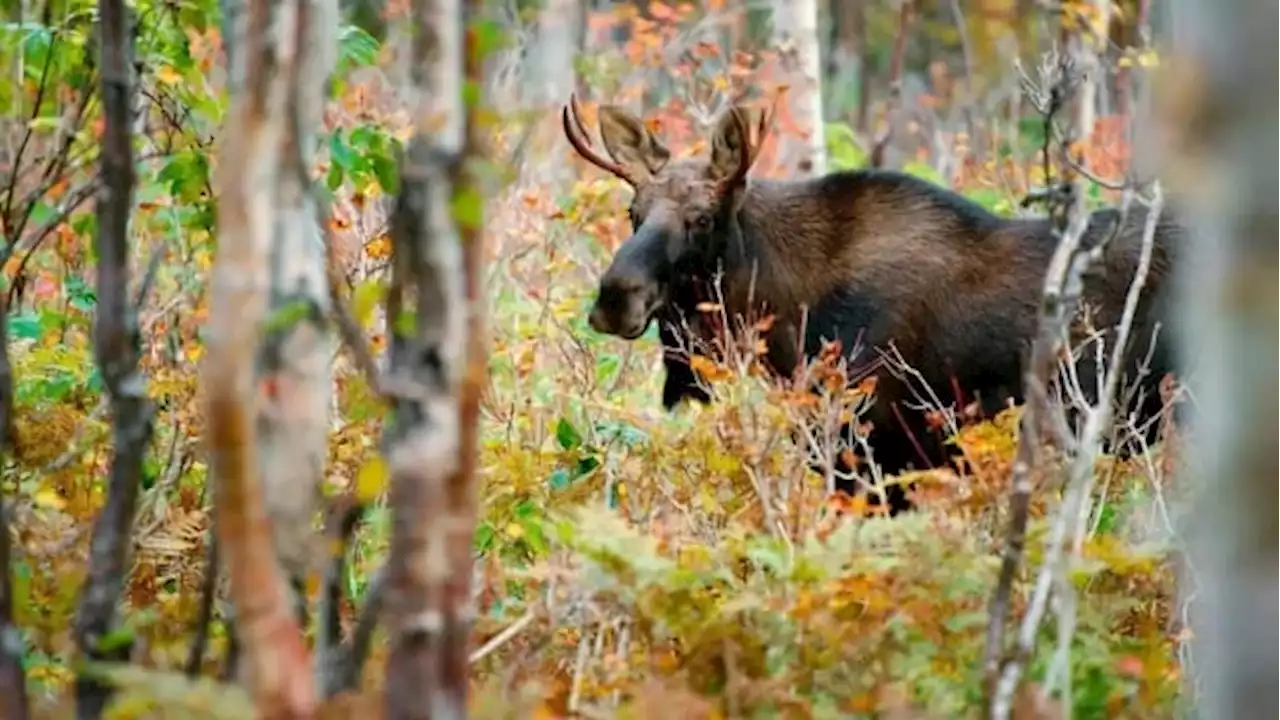 Forest fires could destabilize Quebec wildlife for years to come, say experts | CBC News