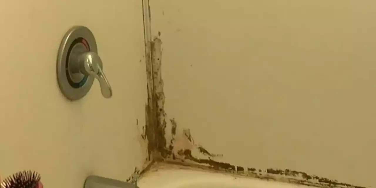 Cleveland woman claims apartment is infested with mice, mold