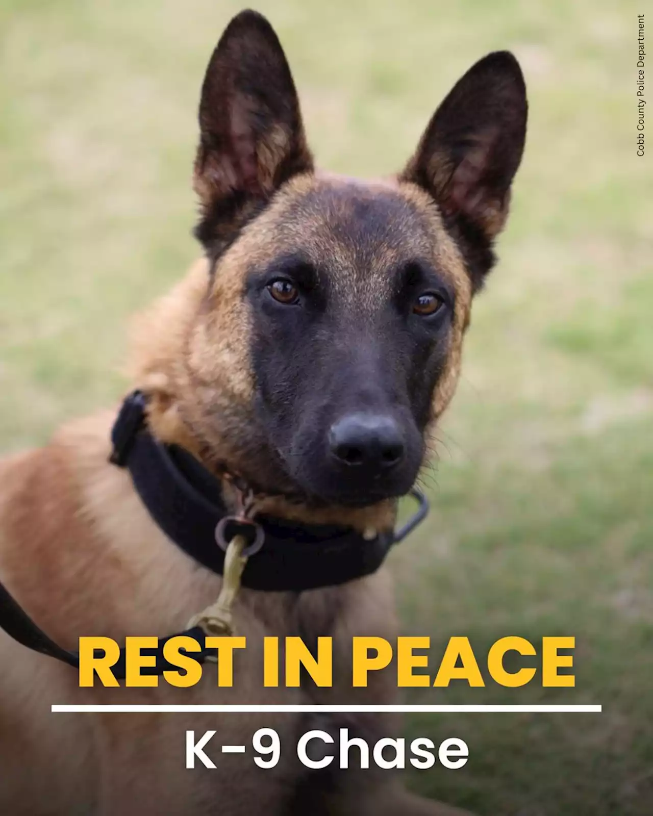 K-9 dies of heat stroke after air conditioning malfunctions in police car, authorities say