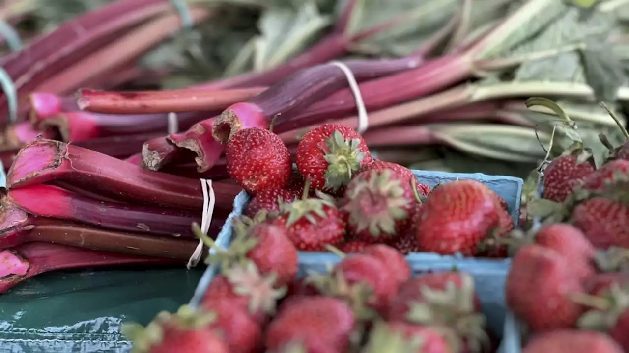 June is rhubarb picking time in the garden, so pucker up