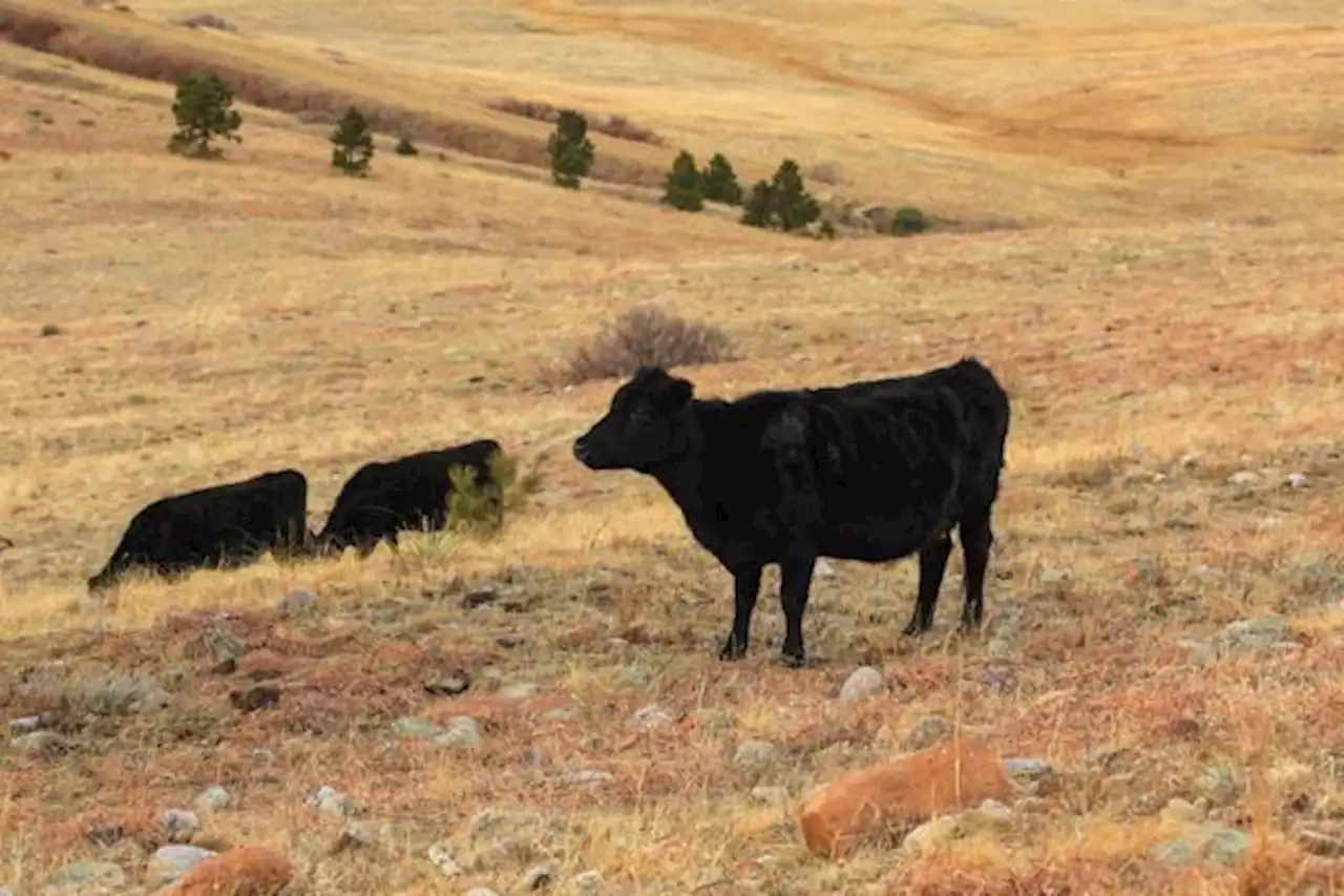 Cows attack jogger on Boulder County Open Space trail