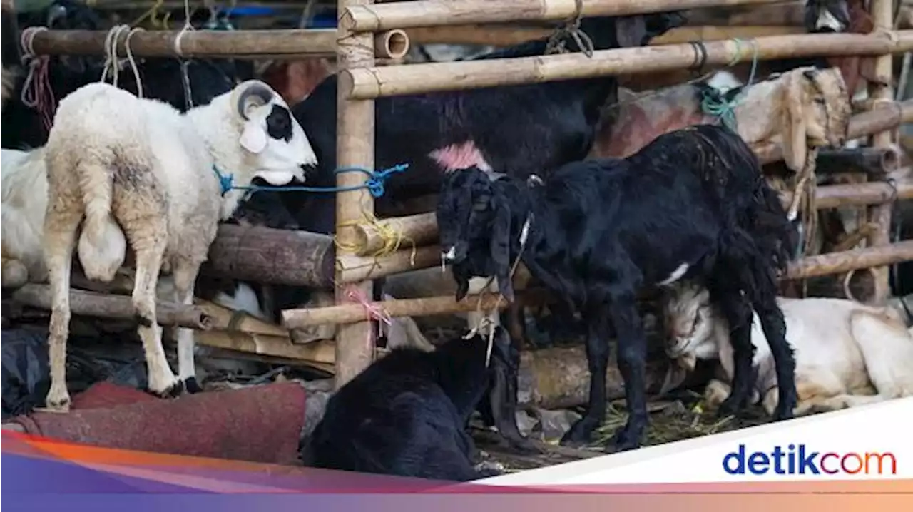 Kriteria Cacat Hewan yang Sebabkan Makruh untuk Kurban