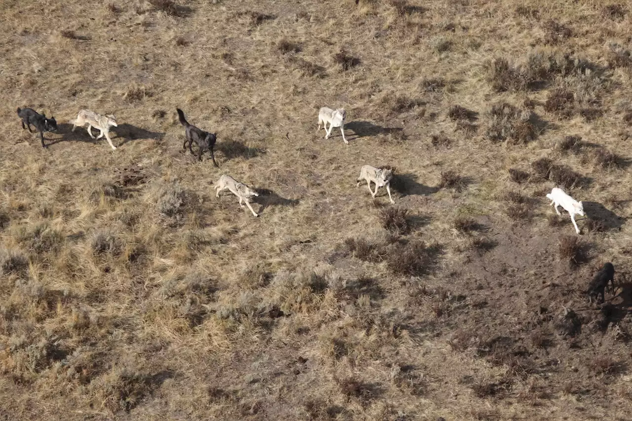 When Wolves Adopt Their Rival’s Pups
