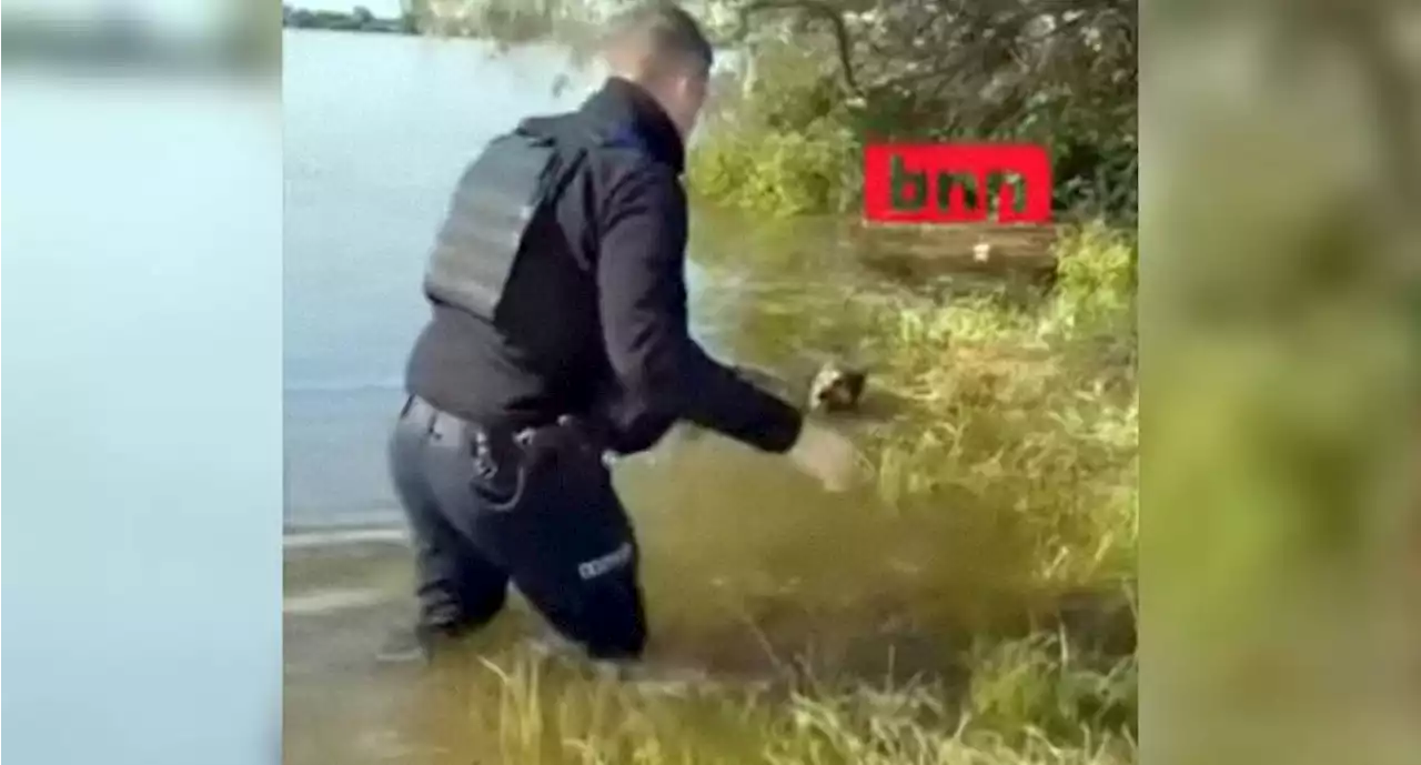 VIDEO: Rescatan a perrito de inundaciones por destrucción de presa en Ucrania