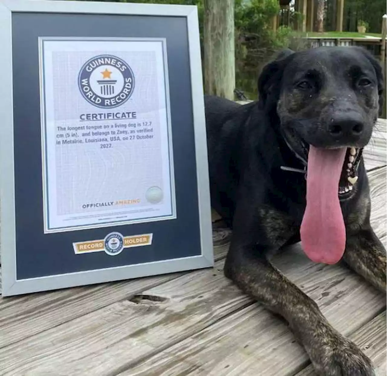 Zoey, la perrita con la lengua más larga del mundo, según récords Guinness