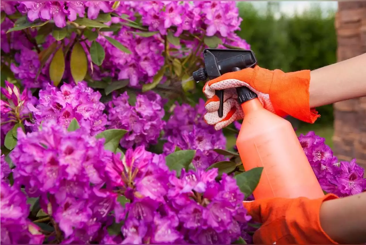 Astuce jardin : Julie Andrieu dévoile comment réaliser un insecticide naturel