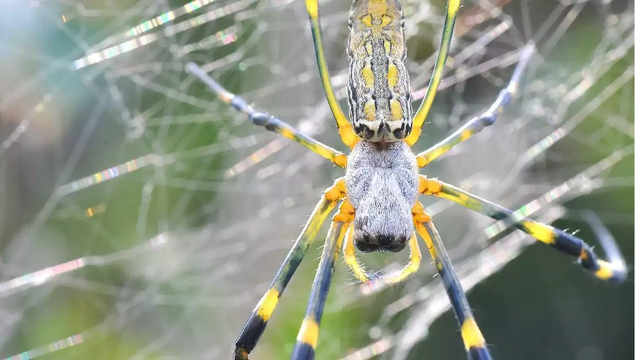 Les Joro spiders : terrifiantes mais toutes gentilles !