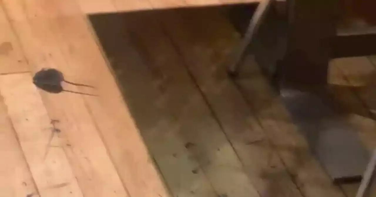 Mouse filmed scurrying around Glasgow cafe tables before it was ordered to close